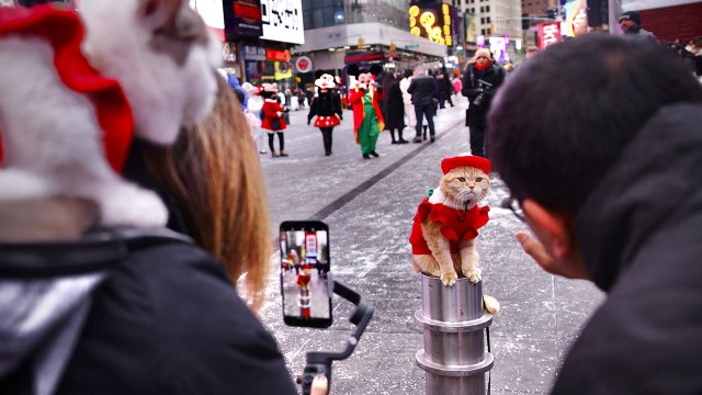 Influencers make a social media video about Sponge Cake the cat in New York City's Times Square on Jan. 19, 2025. (Kena Betancur/AFP via Getty Images)