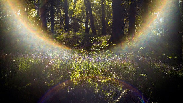 Woodland with Bluebells in the early evening light on the east coast of Loch Lomond in Scotland